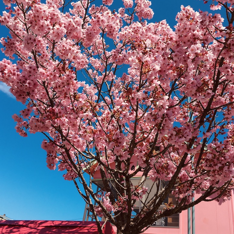 鷹乃杜幼稚園のピンク色の桜